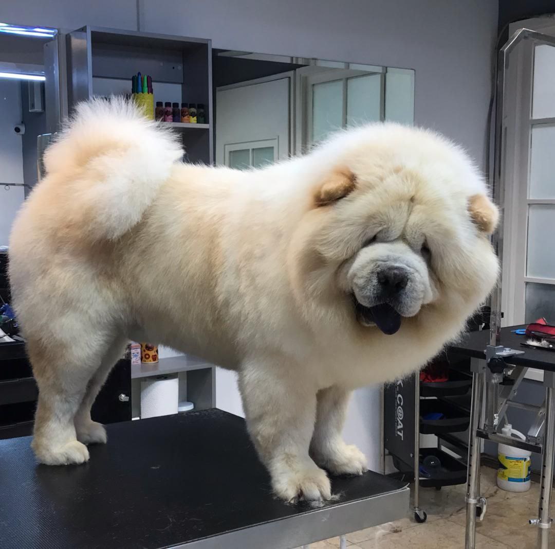 مولد نژاد چاو چاو رابی